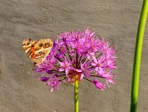 Butterfly On Purple